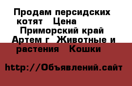 Продам персидских  котят › Цена ­ 1 500 - Приморский край, Артем г. Животные и растения » Кошки   